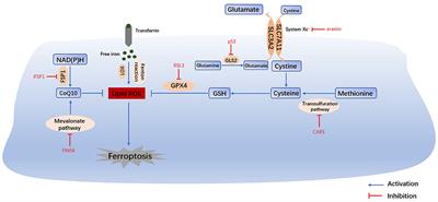 The Role of Ferroptosis in Acute Respiratory Distress Syndrome